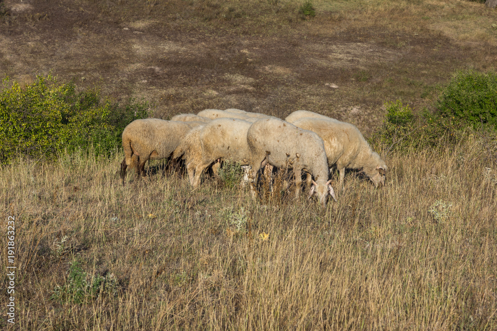 Fototapeta premium Grazing sheep near Rock phenomenon Stone Wedding near town of Kardzhali, Bulgaria