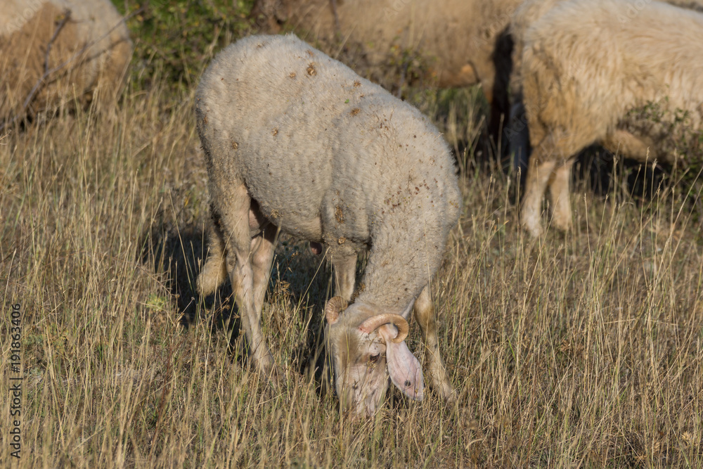 Grazing sheep near Rock phenomenon Stone Wedding near town of Kardzhali, Bulgaria Grazing sheep near Rock phenomenon Stone Wedding near town of Kardzhali, Bulgaria