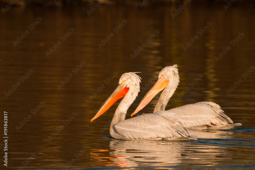 Dalmatian Pelican in Danube Delta Dalmatian Pelican in Danube Delta
