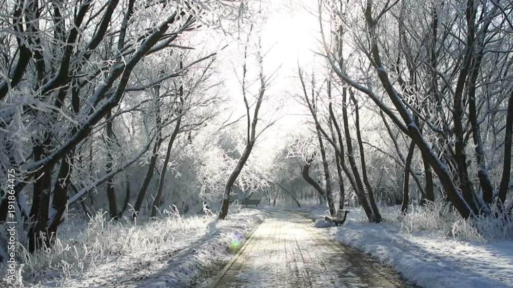 Path in the winter park. Beautiful winter day.
Path in the winter park. Beautiful winter day.
