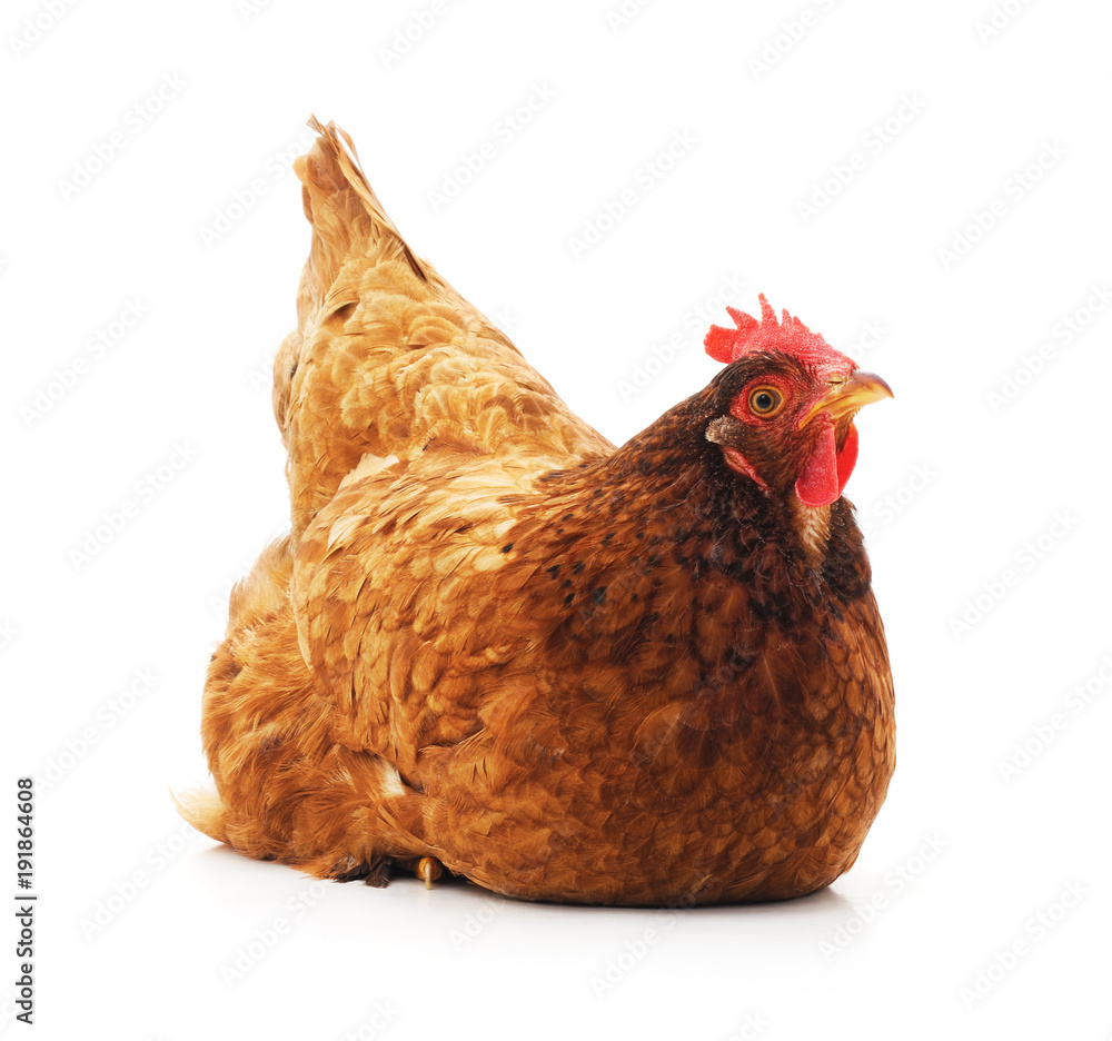 Fototapeta premium Young brown chicken.