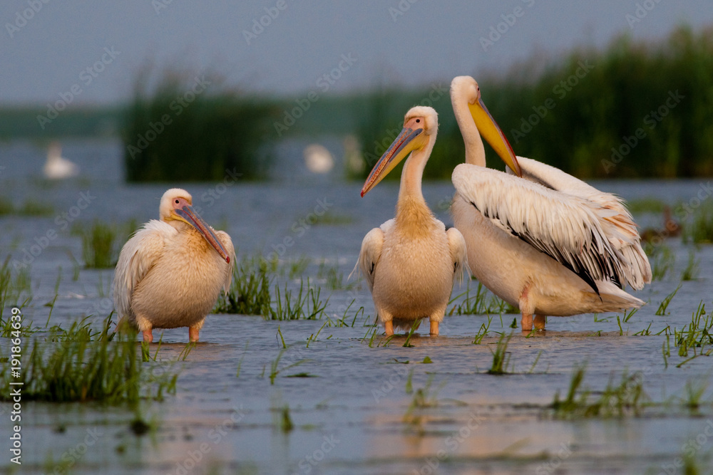 Obraz premium White Pelican in Danube Delta
