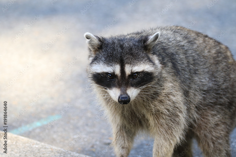 wild racoon in vancouver, canada
