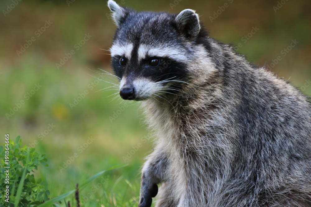 wild racoon in vancouver, canada