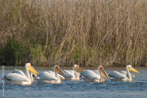 White Pelican © Iliuta