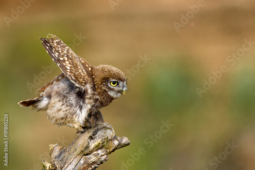 The little owl (Athene noctua) sitting on a stick with wings spread