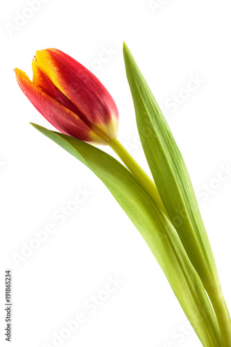 Fototapeta Naklejka Na Ścianę i Meble -  Bright spring bouquet.