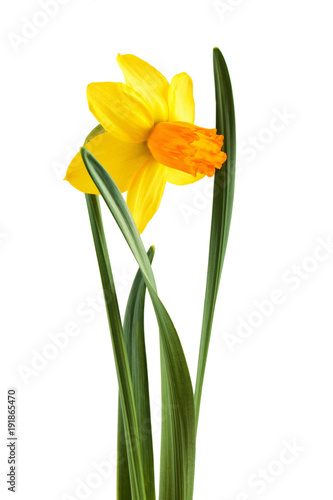 Fototapeta Naklejka Na Ścianę i Meble -  Bright spring bouquet.