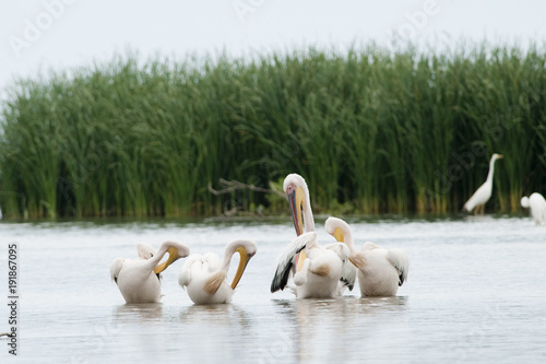 White Pelican flock