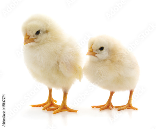 Fotografering Two white chicks.