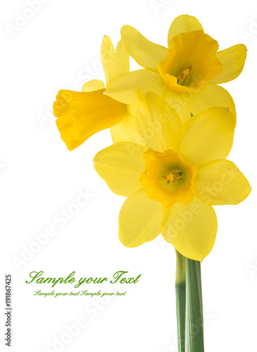 Fototapeta Naklejka Na Ścianę i Meble -  Spring floral border, beautiful fresh daffodils flowers, isolated on white background. Selective focus