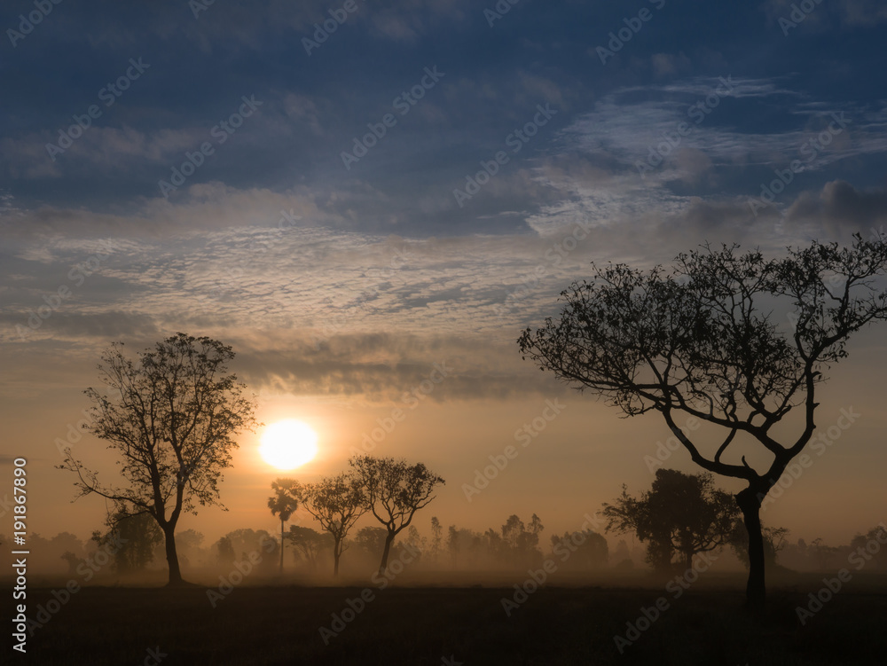 The Sun behind The Silhouette Trees