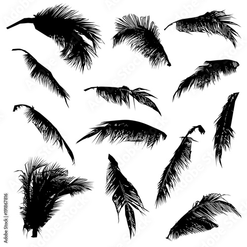 set of black silhouette coconut tree leaves, isolated natural plant sign, silhouette vector illustration