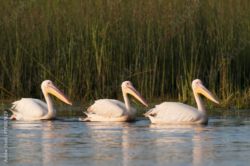 White Pelican in Danube Delta © Iliuta