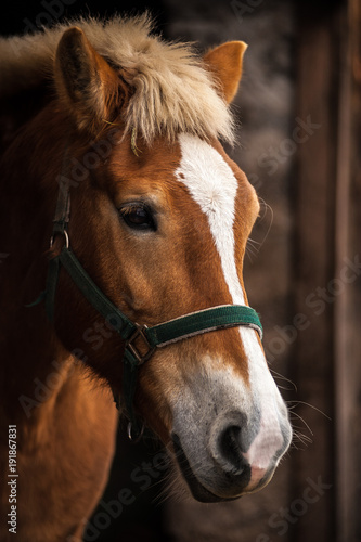horse portrait  head