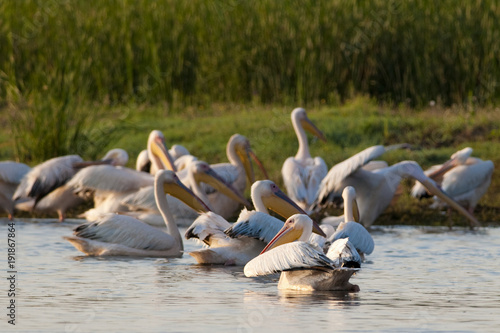 White Pelican Colony