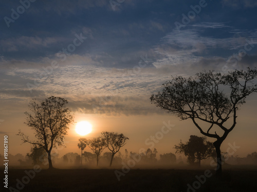 The Sun behind The Silhouette Trees