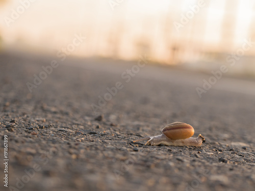 Adventure of The Snail on The Street