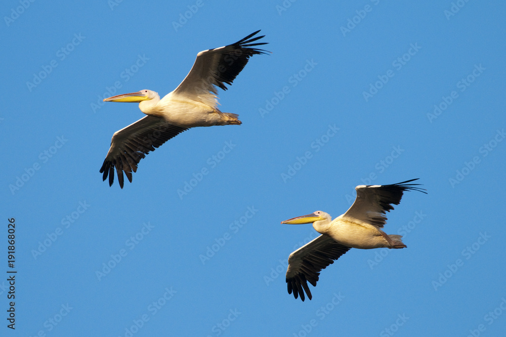 Obraz premium Two White Pelicans in flight