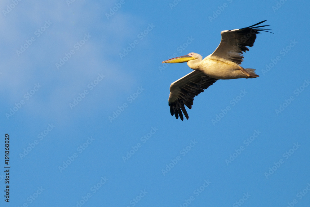 Obraz premium White Pelican in flight