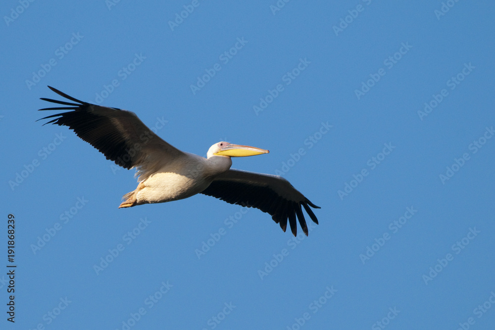 White Pelican in Flight
