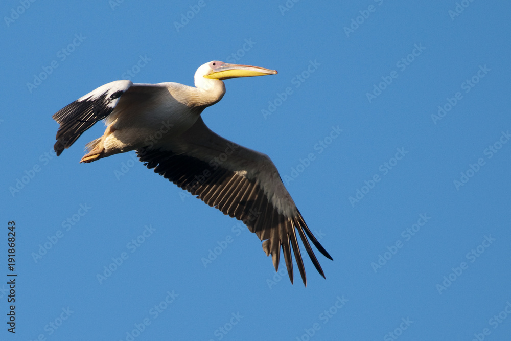 Obraz premium White Pelican in Danube Delta