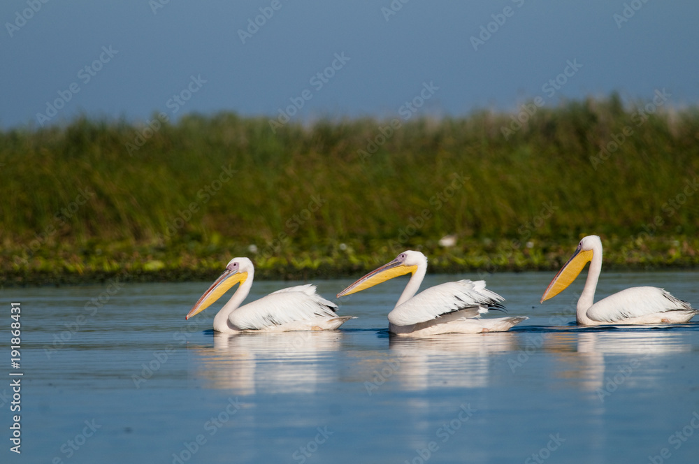 White Pelicans Flock
