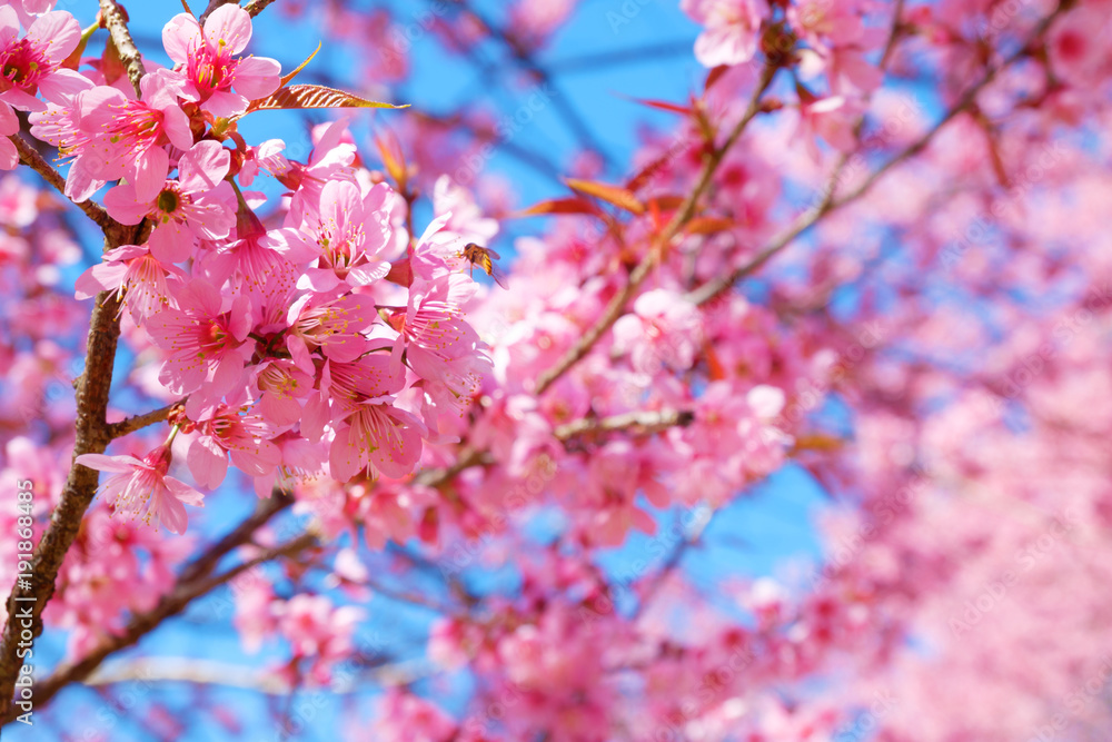 Beautiful pink cherry blossom in spring. Sakura pink flower with nature background. Soft focus.
