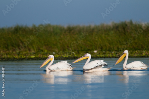 Obraz na płótnie White Pelicans Flock w salonie