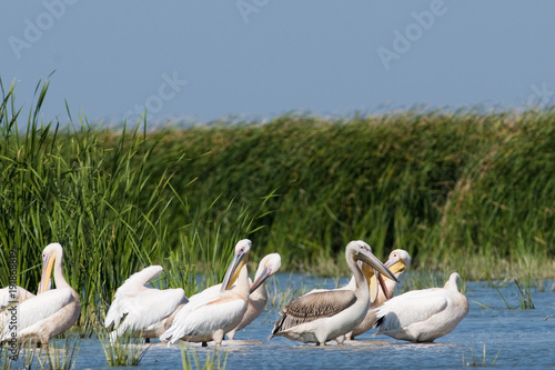 White Pelicans Colony © Iliuta