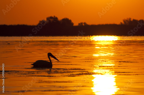 Pelican Silhouette at sunrise