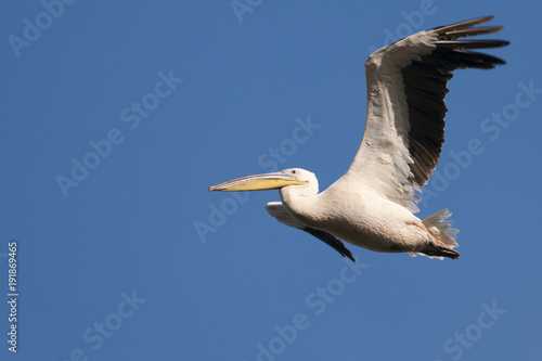 White Pelican