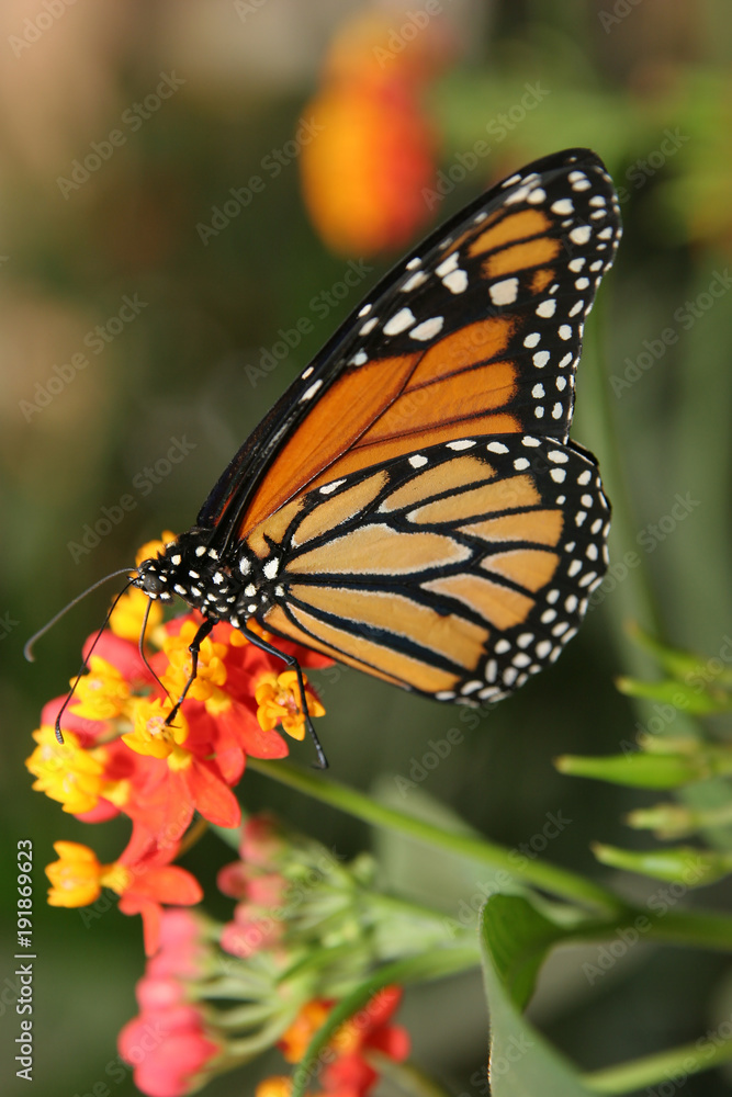 Fototapeta premium butterfly insects different coloring shape wings green plants farm aviary flowers leaves