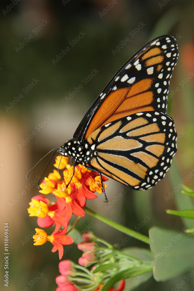 Fototapeta premium butterfly insects different coloring shape wings green plants farm aviary flowers leaves
