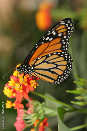 butterfly insects different coloring shape wings green plants farm aviary flowers leaves
