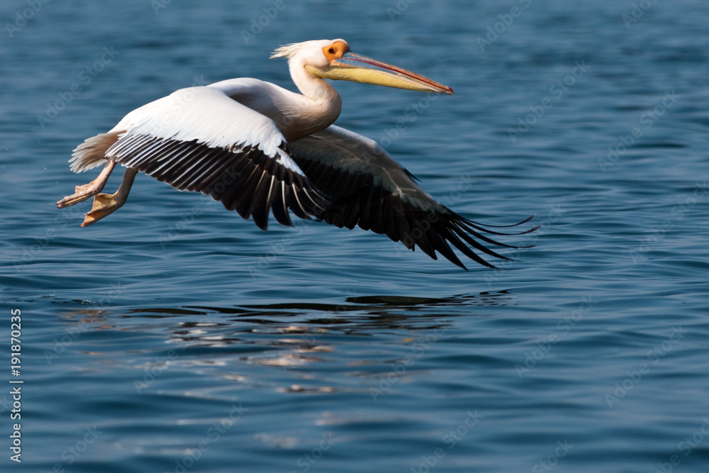 Obraz premium White Pelican in Danube Delta