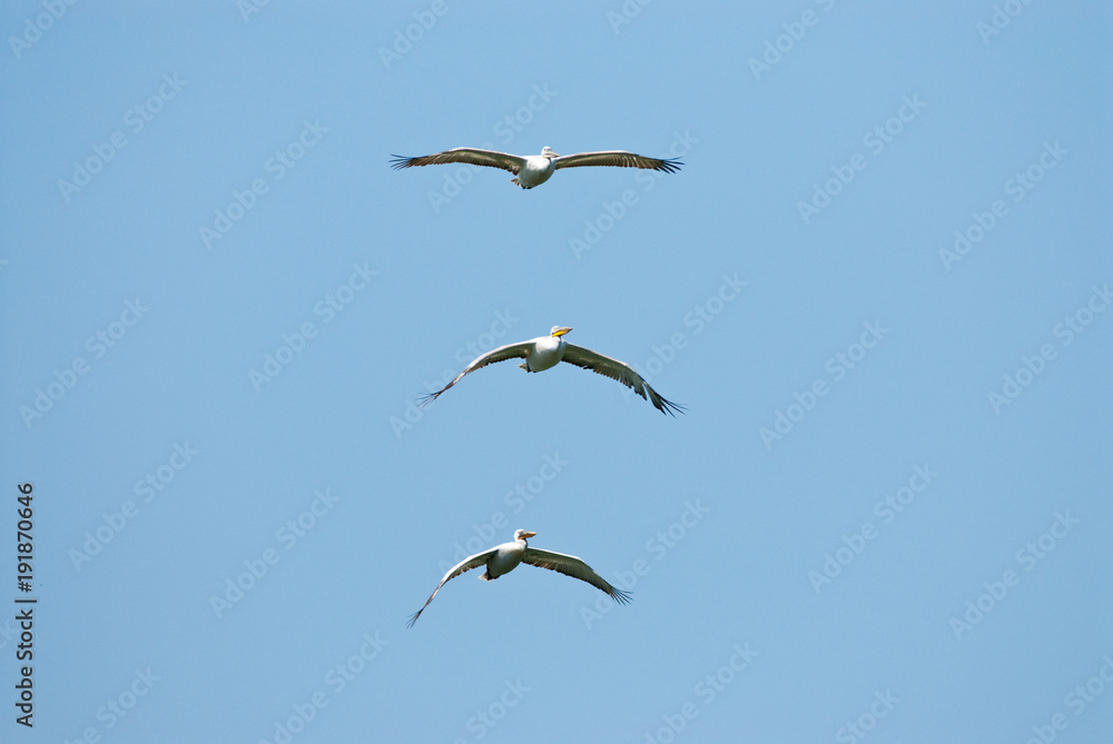 Fototapeta premium White Pelican in Danube Delta