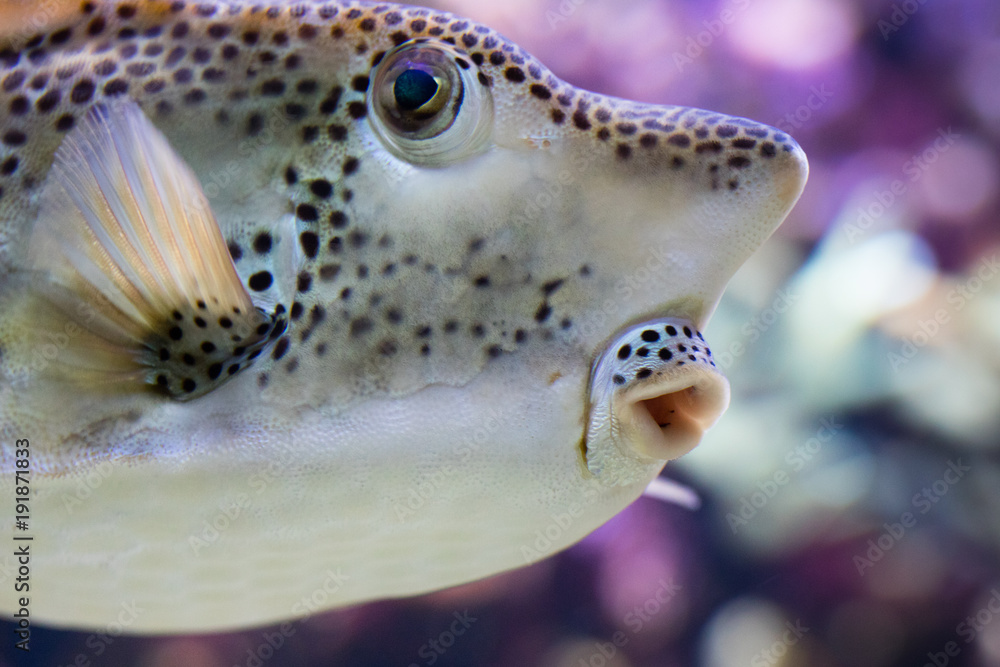Kofferfisch Kofferfisch
