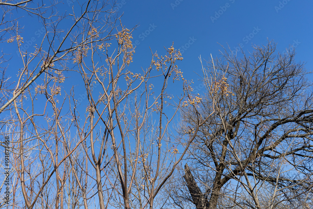 Tree branches against a clear sky on a sunny February day in Texas Tree branches against a clear sky on a sunny February day in Texas