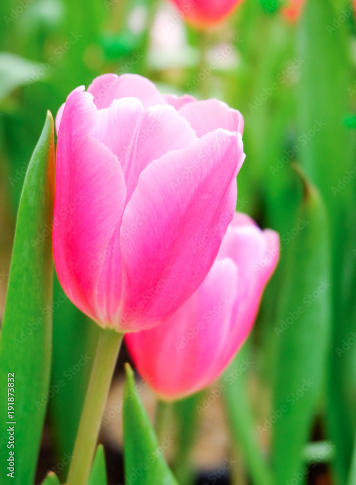 pink tulip in a beautiful field. pink tulip in a beautiful field.