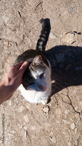 Wallpaper Mural Amizade Torontodigital.ca