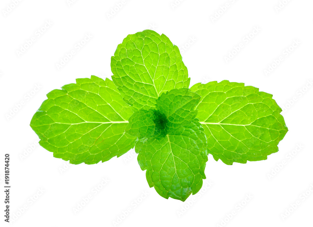 Mint leaves isolated on white background. Mint leaves isolated on white background.