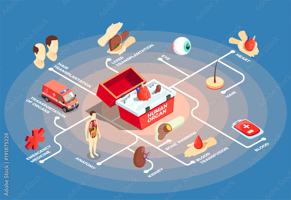 Fototapeta premium Transplantation Isometric Flowchart