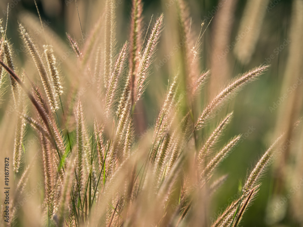 Fototapeta premium silhouette of grass flower