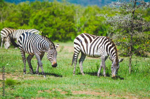 Two zebras in the plains of the massai mara