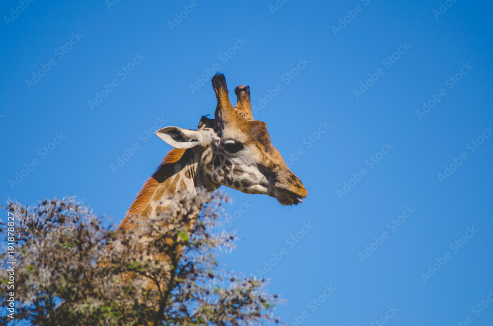 Naklejka premium Closeup of a giraffe