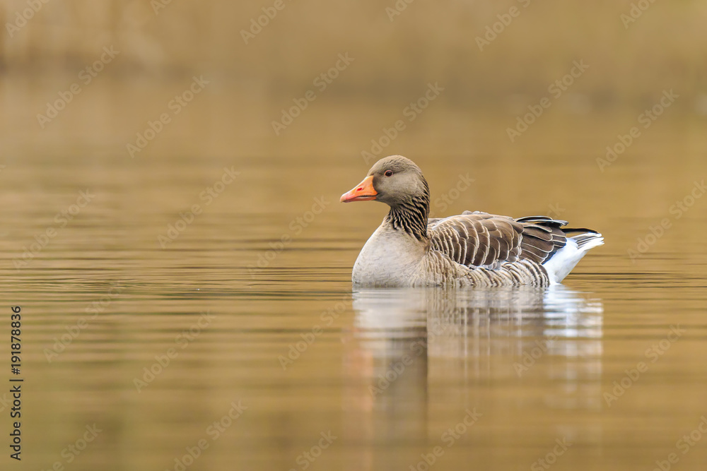 Greylag goose Anser Anser swimming Greylag goose Anser Anser swimming