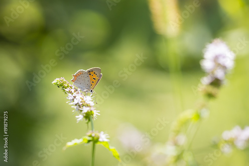 Small or common copper butterfly lycaena phlaeas closeup photo