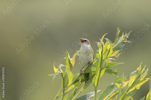 Sedge Warbler bird, Acrocephalus schoenobaenus, singing photo