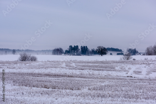 Wallpaper Mural frozen country side by the forest covered in snow Torontodigital.ca